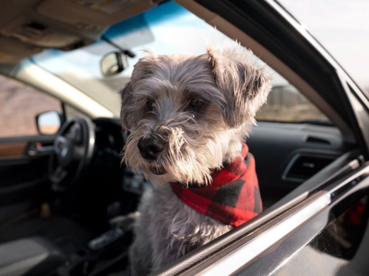 Pet Chauffeur